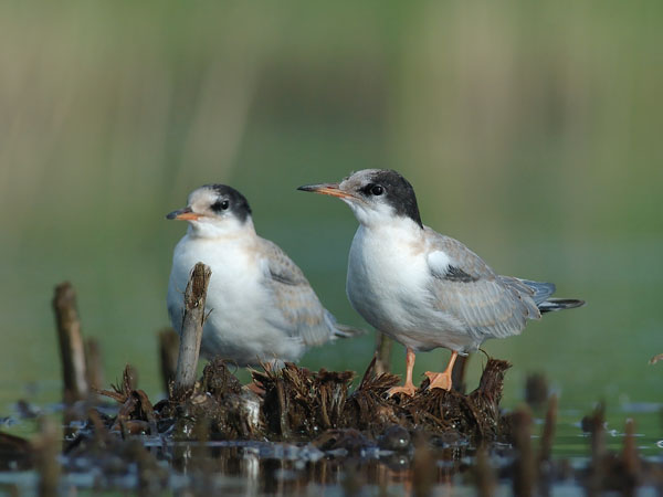Kalatiira, Common Tern, Sterna hirundo